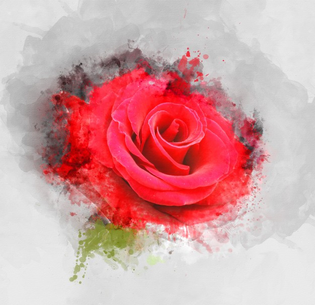 róża - pełna symbolika